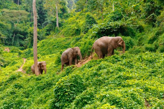 Elefanten Thailand