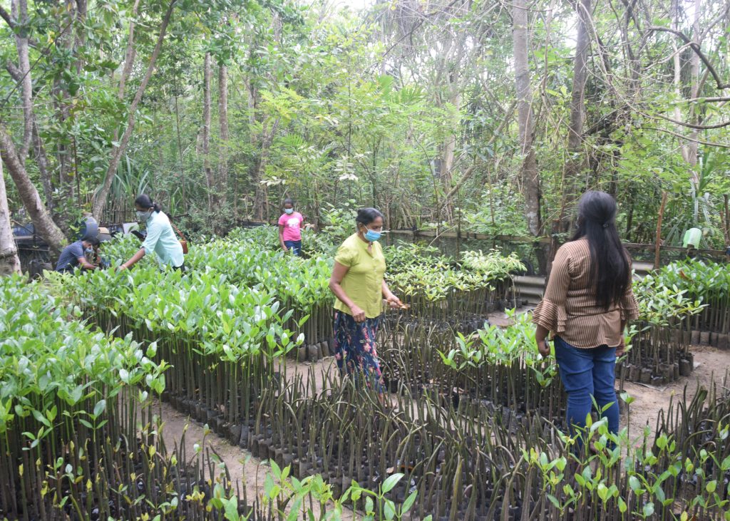 DERTOUR Foundation Projekt Mangroven pflanzen Sri Lanka
