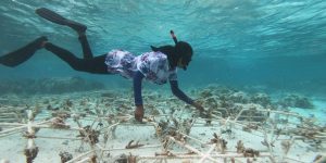 DERTOUR Foundation Projekt Malediven Korallen