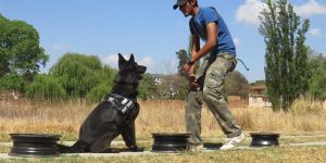 Hundetraining Wildspürhund