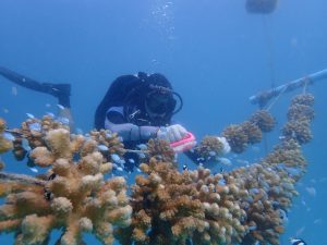 Taucher reinigt Korallen im Korallen-Nursery auf den Malediven mit einer Bürste